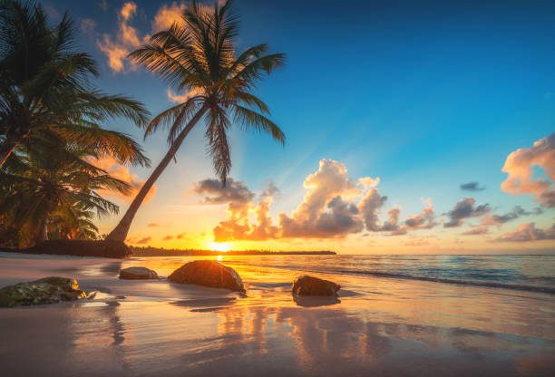 Turquoise beach with rocks and palm trees